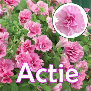 Afbeelding van Petunia P12 "Actie" Double Light Pink